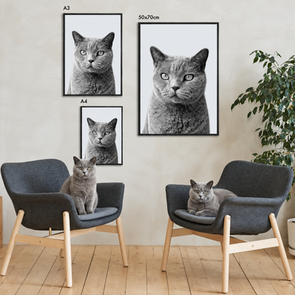 Three framed pet portraits of a grey tabby cat in a modern living space.