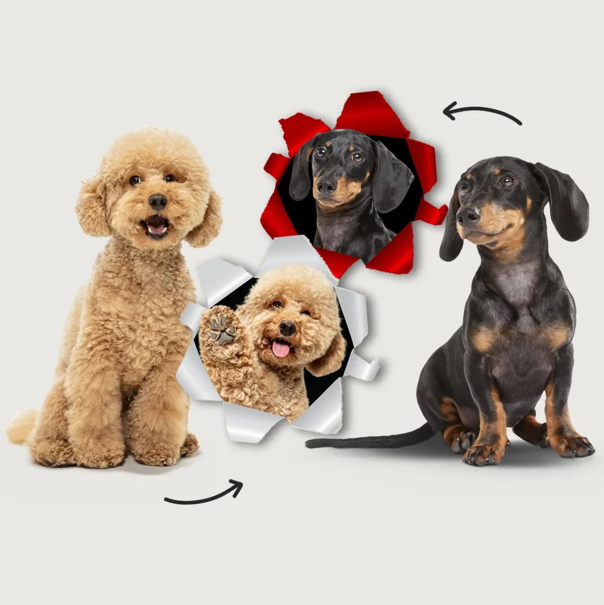 Two dogs, a Goldendoodle and a dachshund, side by side, with photo effects in the background.