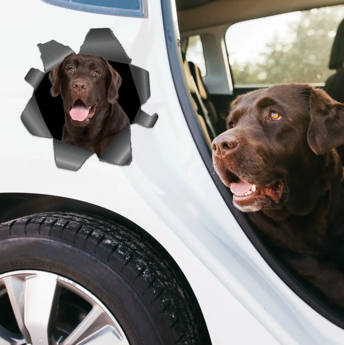 Personalized car sticker with a brown Labrador looking through a visible torn-look effect.