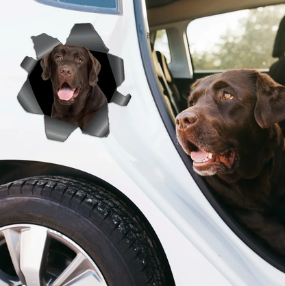 Personalized car sticker with a brown Labrador looking through a visible torn-look effect.