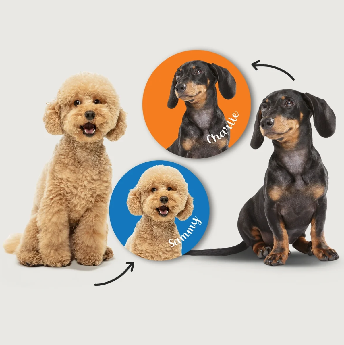 Dogs in different colours and poses, surrounded by round stickers with names on a colourful background.