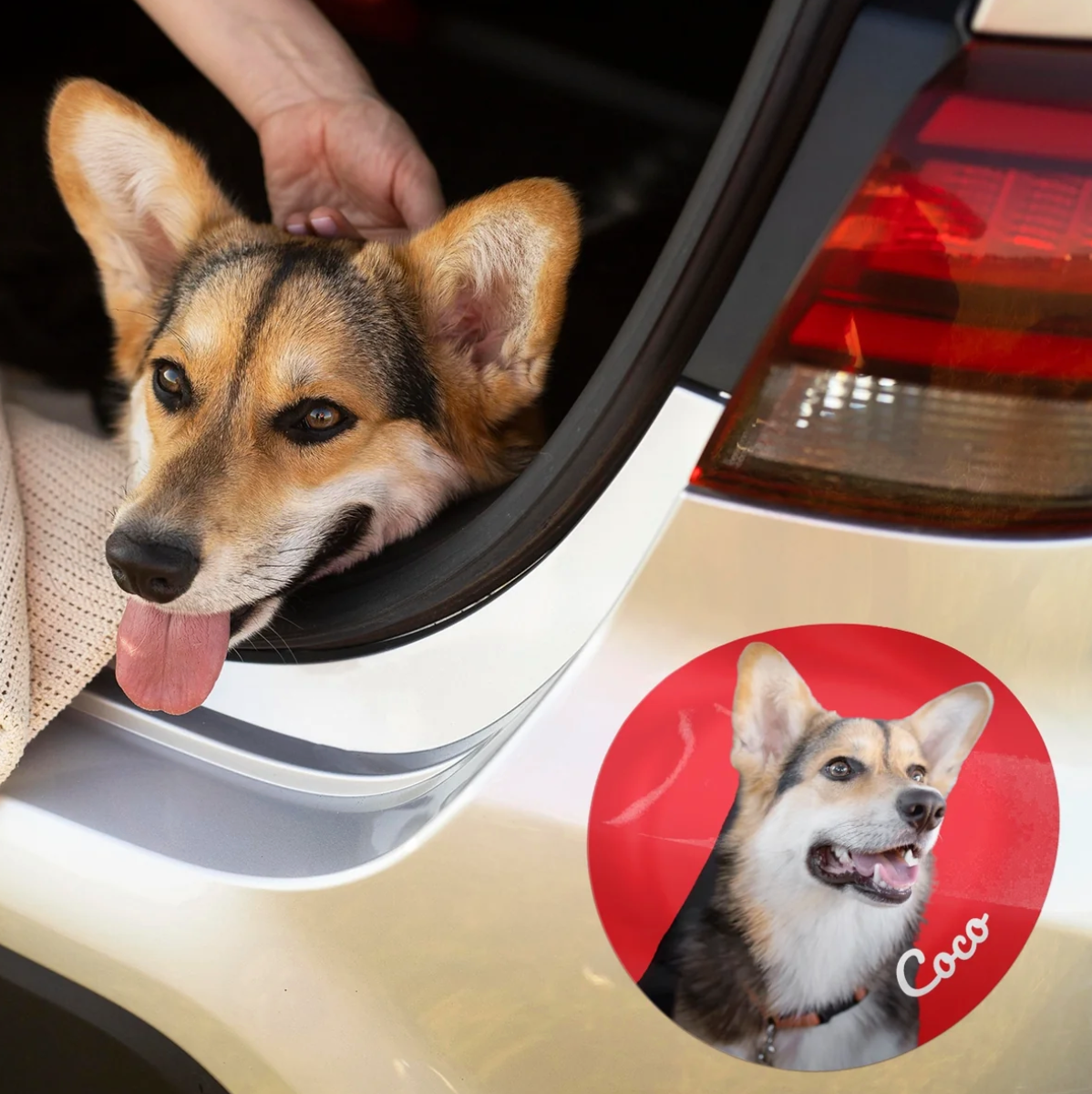 Corgi in a car with a personalized sticker on the bodywork.