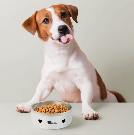 Ceramic dog food bowl labeled "Minou" with dry food. A dog sits in front licking its snout.