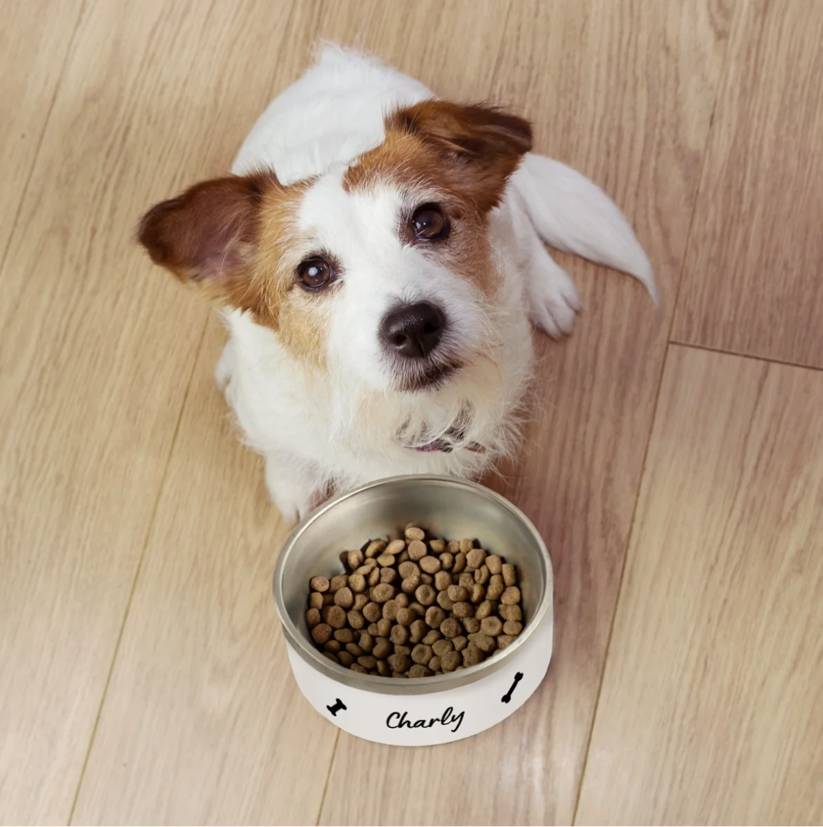 Dog sitting next to a personalized pet bowl with food, labeled "Charly". The bowl is white and metallic.